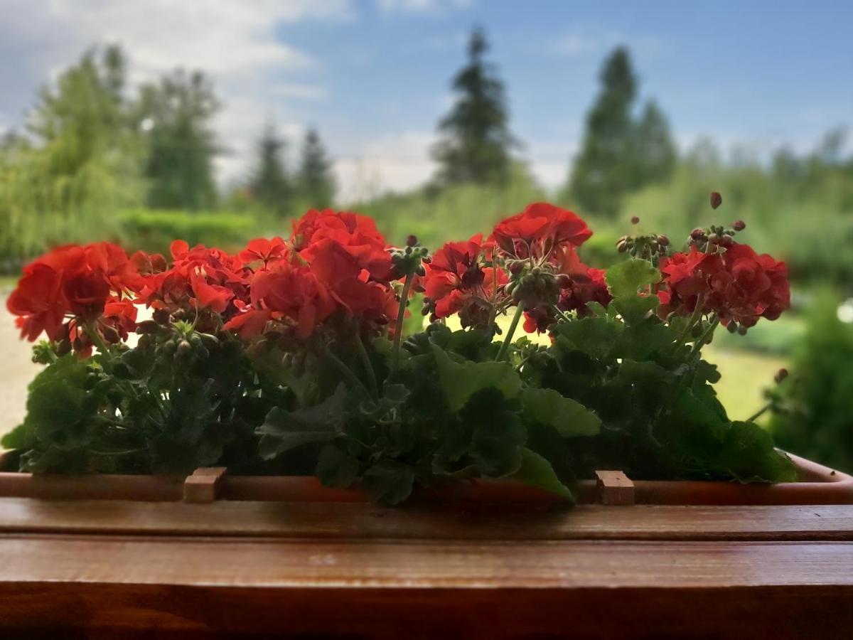 Pensiunea Maya Sîmbăta de Sus Zewnętrze zdjęcie