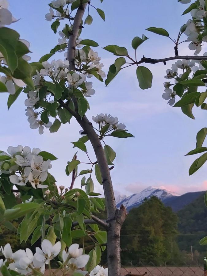 Pensiunea Maya Sîmbăta de Sus Zewnętrze zdjęcie